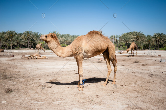 Janabiya Royal Camel Farm outside Manama, Bahrain