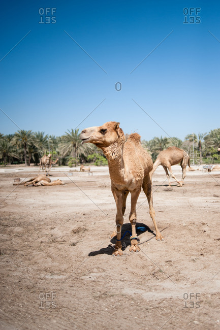 Janabiya Royal Camel Farm outside Manama, Bahrain
