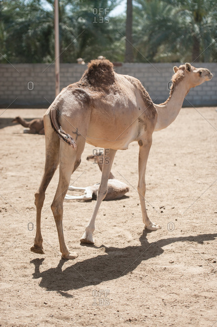 Janabiya Royal Camel Farm outside Manama, Bahrain