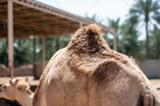 Janabiya Royal Camel Farm outside Manama, Bahrain