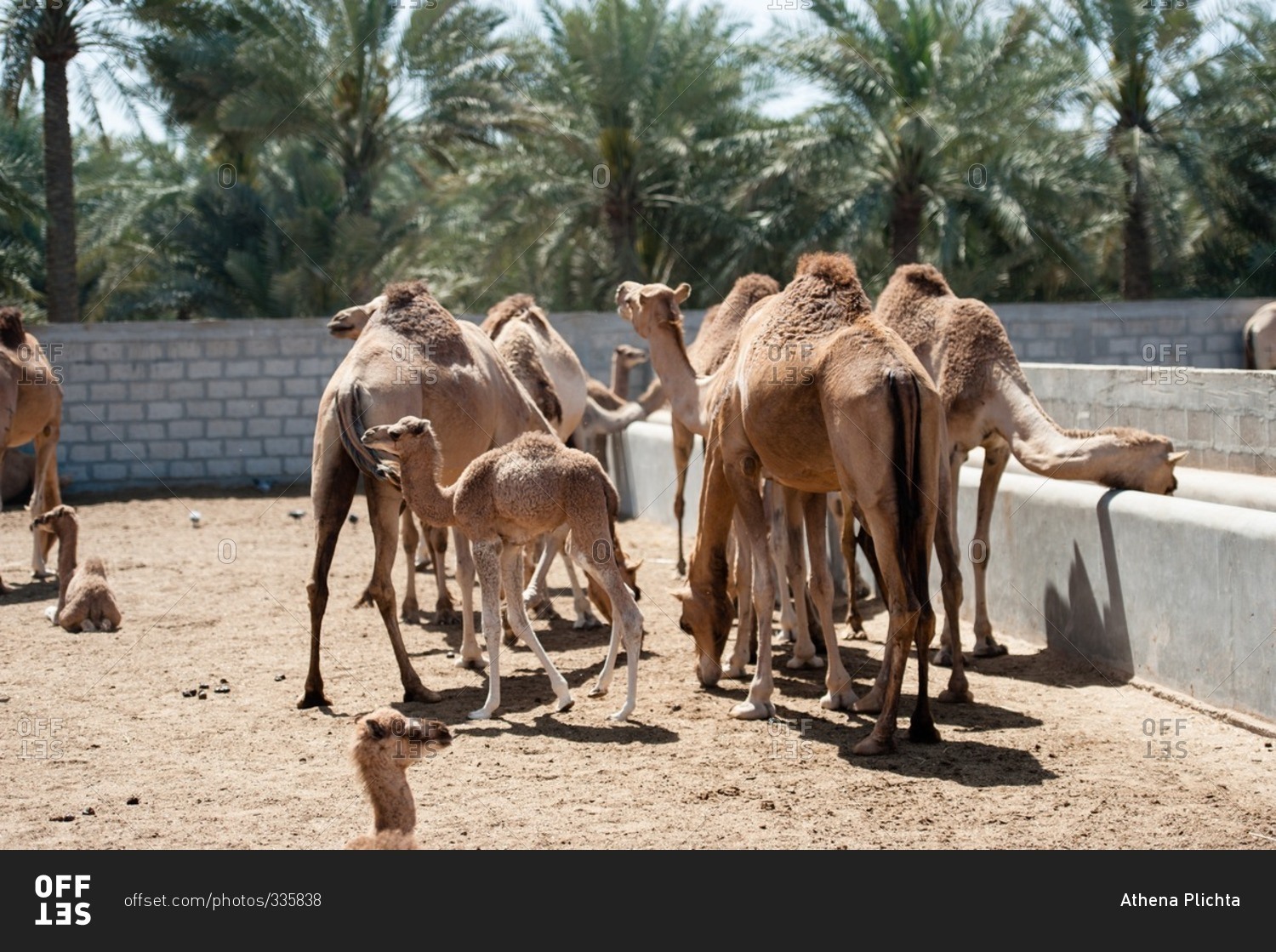 Janabiya Royal Camel Farm Outside Manama Bahrain Stock Photo Offset