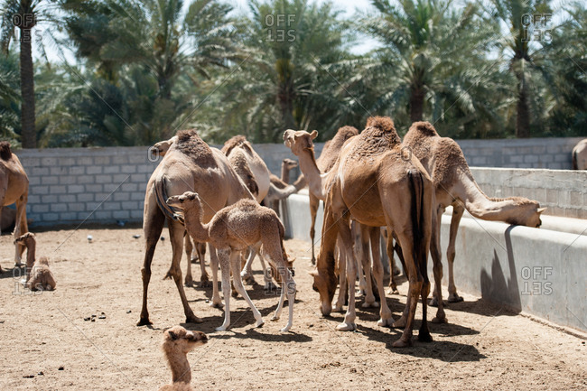 Janabiya Royal Camel Farm outside Manama, Bahrain
