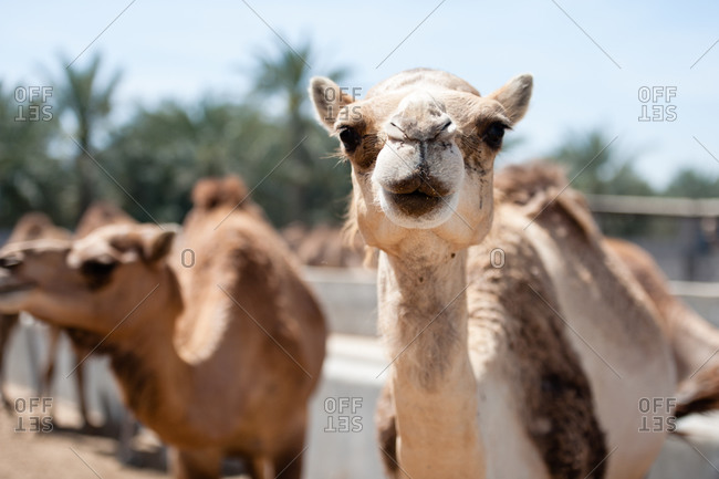 Janabiya Royal Camel Farm outside Manama, Bahrain