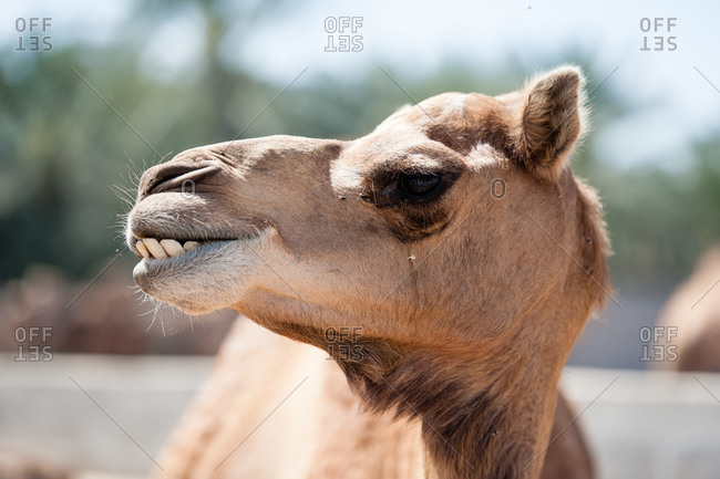 Janabiya Royal Camel Farm outside Manama, Bahrain