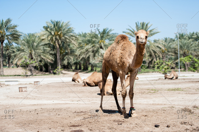 Janabiya Royal Camel Farm outside Manama, Bahrain