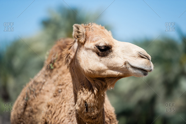 Janabiya Royal Camel Farm outside Manama, Bahrain
