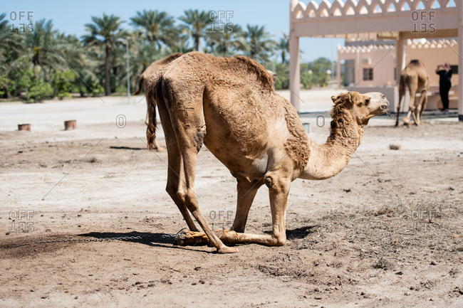 Janabiya Royal Camel Farm outside Manama, Bahrain