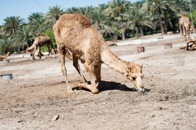 Janabiya Royal Camel Farm outside Manama, Bahrain