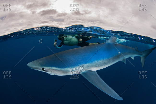Underwater view of snorkeler holding camera swimming next to blue shark, Magdalena Bay, Baja California, Mexico