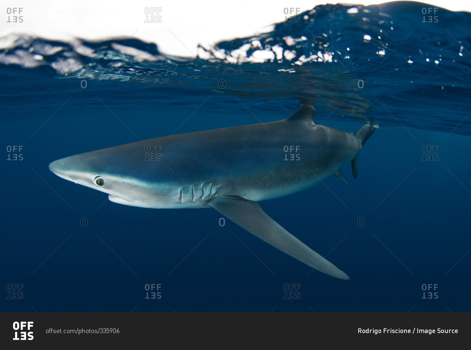 Underwater side view of blue shark, Guadalupe Island, Baja California, Mexico