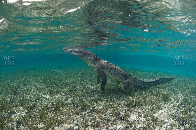 Underwater side view of crocodile on hind legs, Chinchorro Atoll, Quintana Roo, Mexico