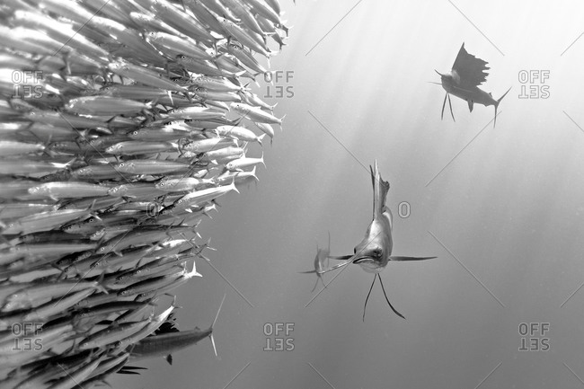Underwater black and white view of sailfish hunting school of fish, Cancun, Quintana Roo, Mexico
