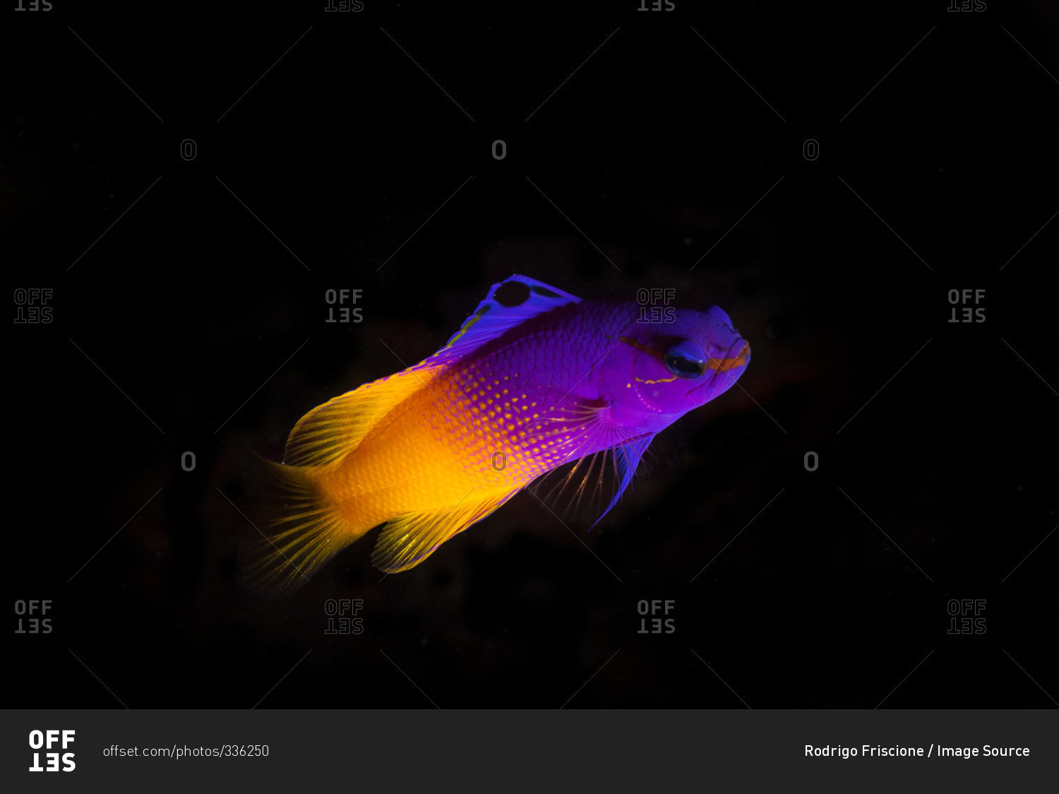 Underwater side view of royal gramma fish against dark background, Cancun, Mexico