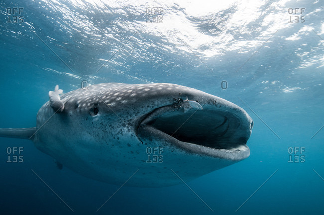 Underwater front view of whale shark feeding, mouth open, Isla Mujeres, Mexico