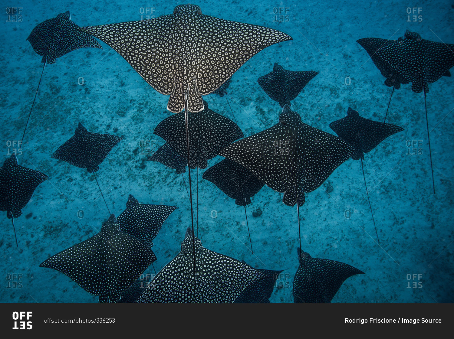 Underwater overhead view of spotted eagle rays casting shadows on seabed, Cancun, Mexico
