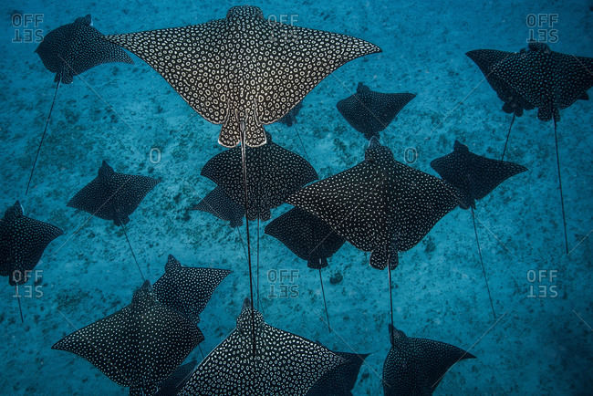 Underwater overhead view of spotted eagle rays casting shadows on seabed, Cancun, Mexico