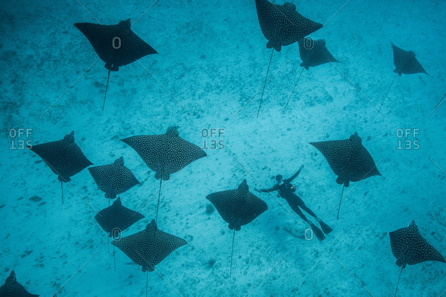 Underwater overhead view of spotted eagle rays and scuba diver casting shadows on seabed, Cancun, Mexico