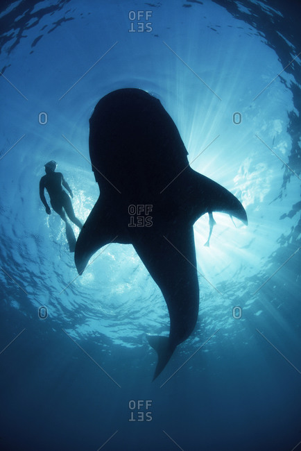 Underwater view from below a careless whale shark of scuba diver swimming alongside, backlit, Isla Mujeres, Mexico