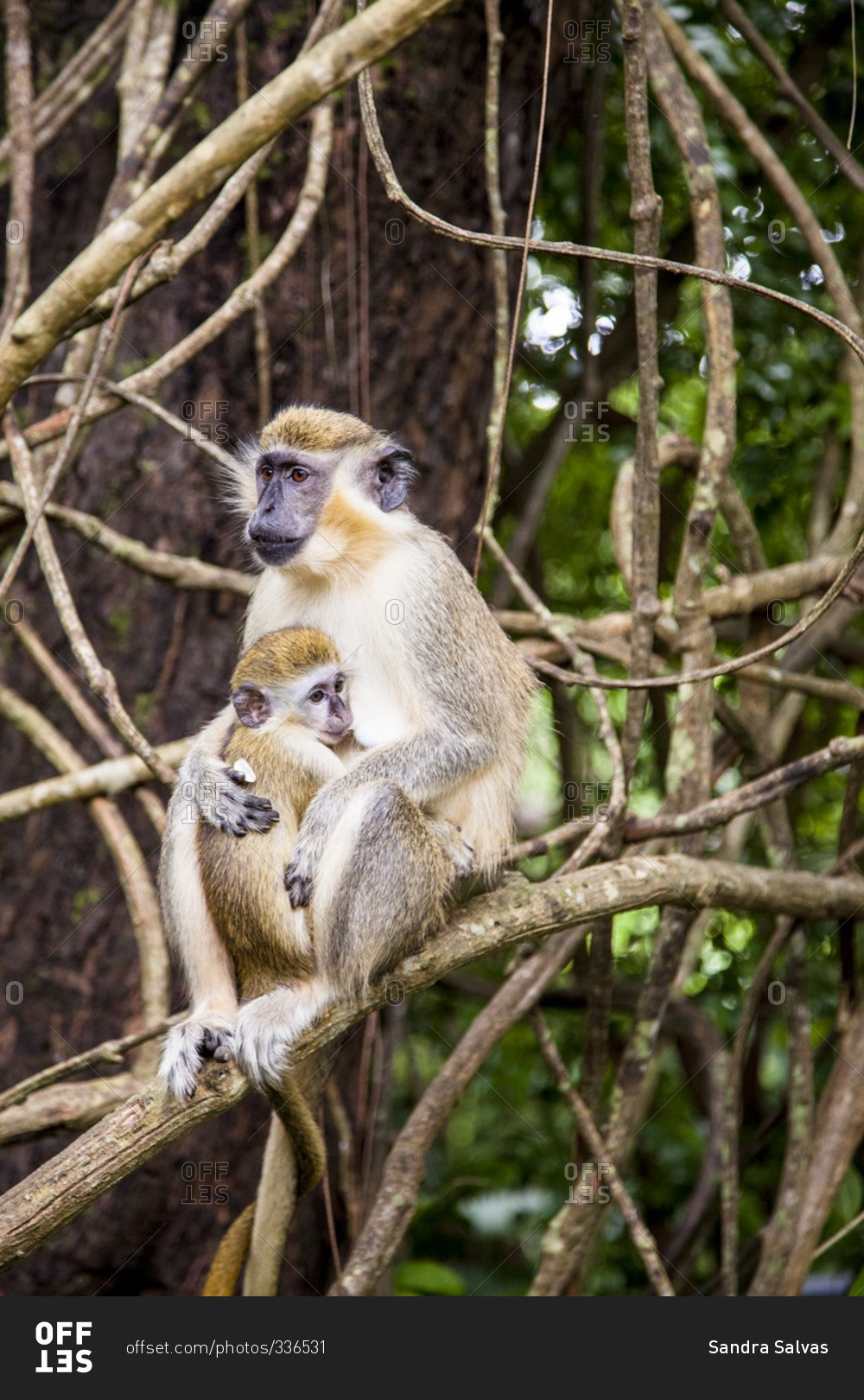 Monkeys in tree in Barbados