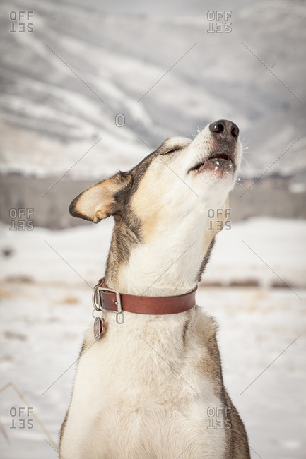 Dog howling in winter setting