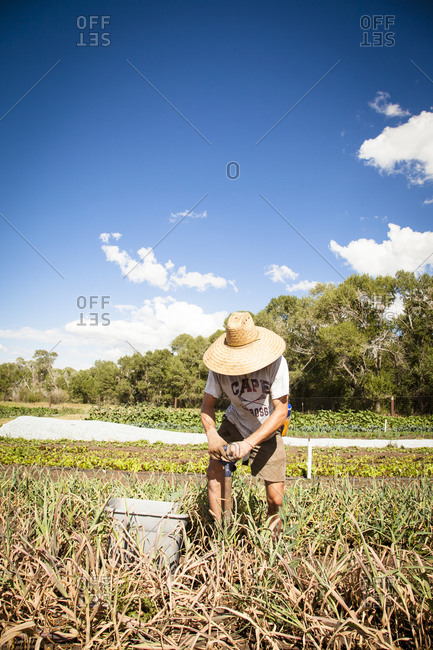 Man digging up garlic plants