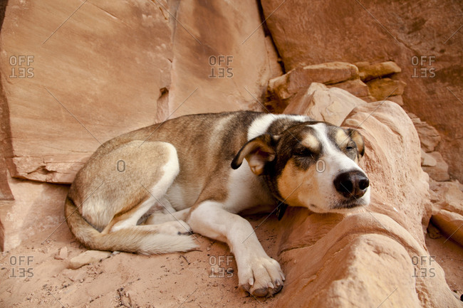 Dog laying on rock formation
