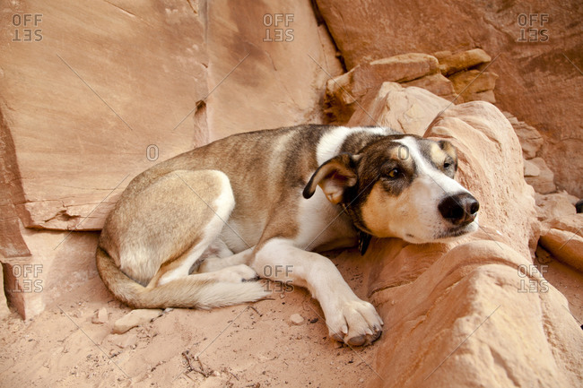 Dog lying on rock formation