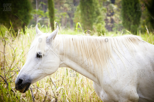 Horse standing in rural Hawaii