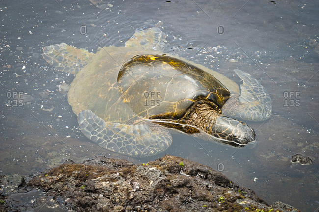 Turtle swimming by shore