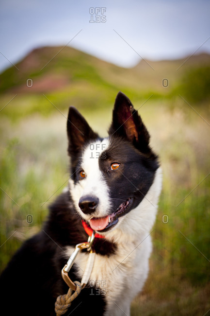 A happy dog in field