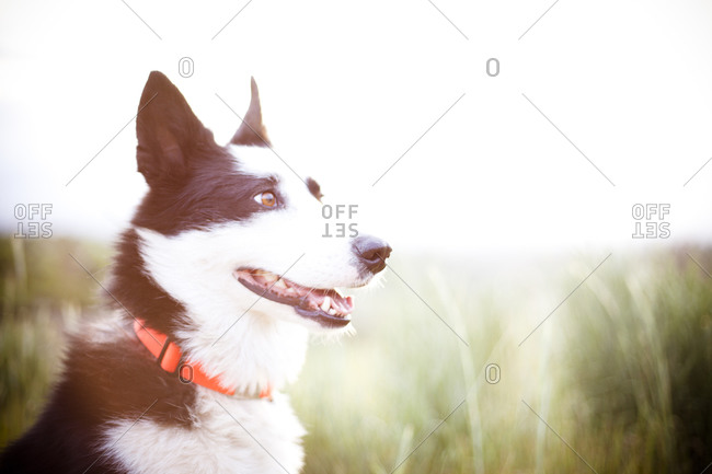 Dog in sun dappled field