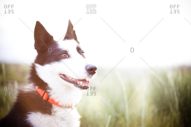 Dog in a sun dappled field