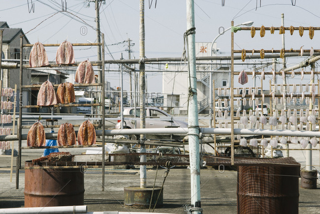 Racks of fish drying in the sun in Japan