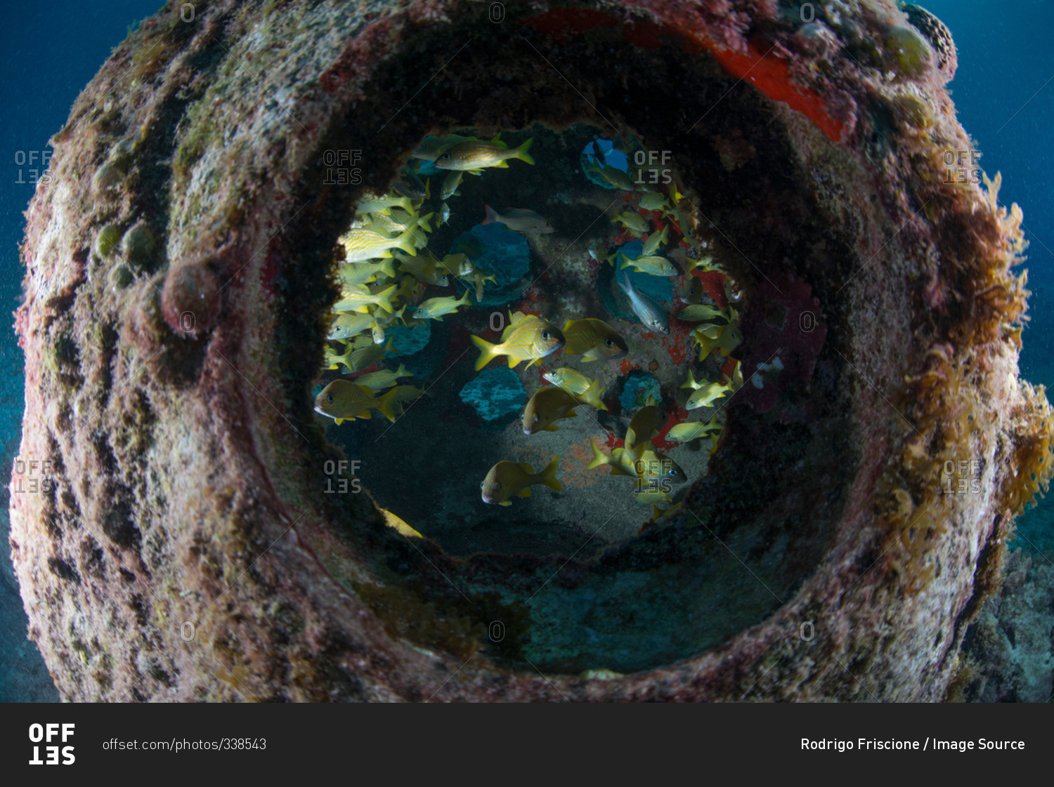 Underwater view through artificial reef of colorful fish, Cozumel Island, Mexico