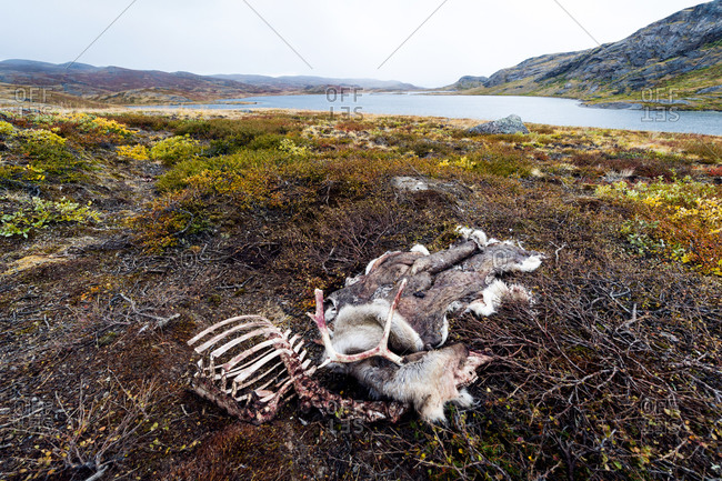 The skeleton and skin of a Barren-ground Caribou left on the tundra by a hunter