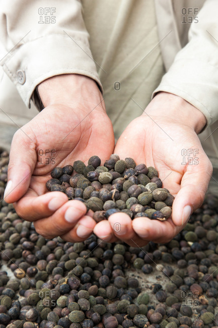 Hands holding a pile of coffee beans