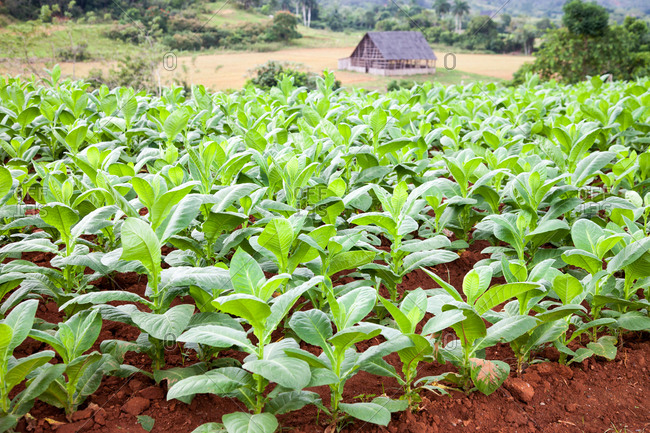 Tobacco plants growing on a plantation