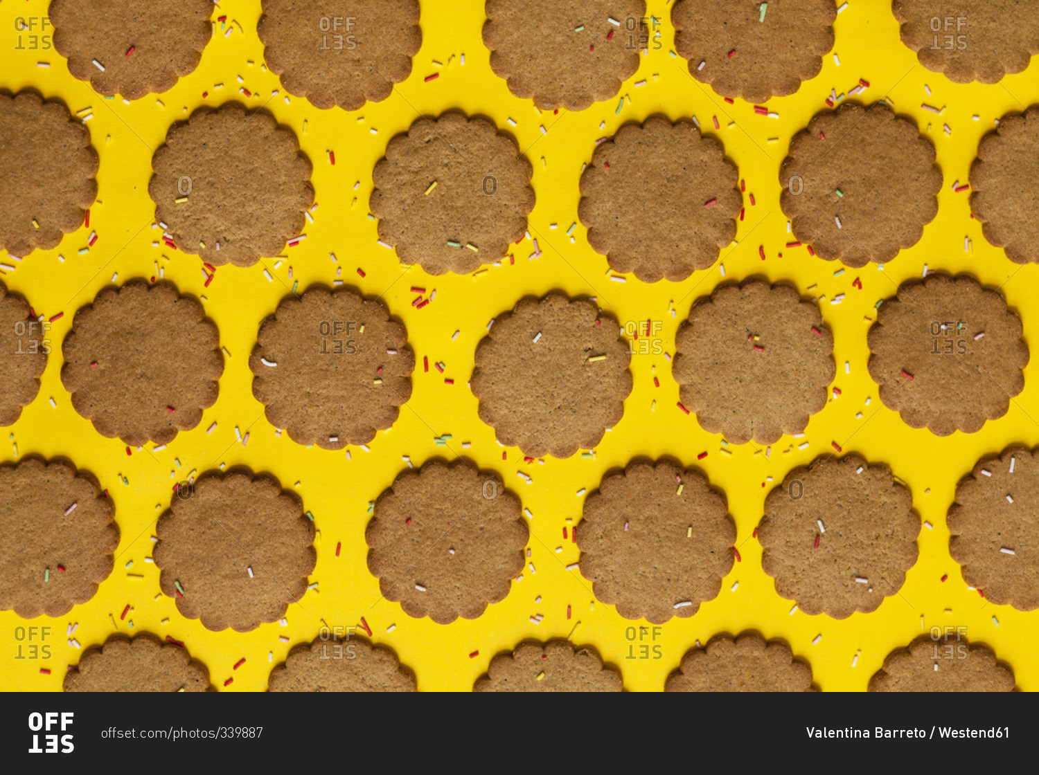 Rows of ginger cookies sprinkled with sugar granules on yellow background