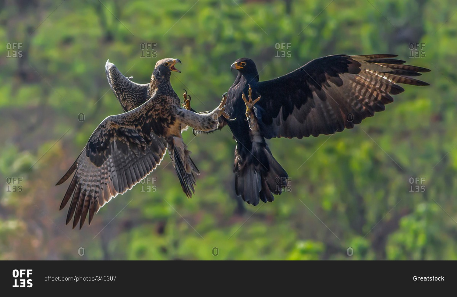 Ferocious black eagle attacking a fledgling from the nest stock photo