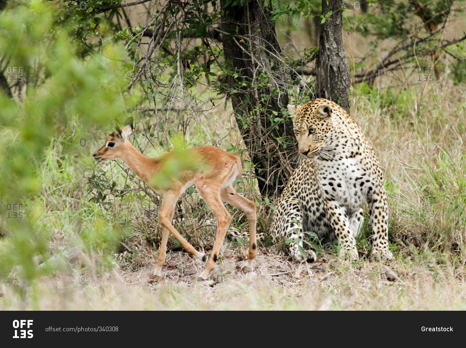A leopard and impala relaxing in the Kruger National Park in South Africa