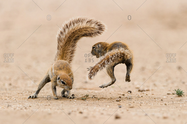 Two squirrels embraced in a quarrel in the Kgalagadi Transfrontier Park