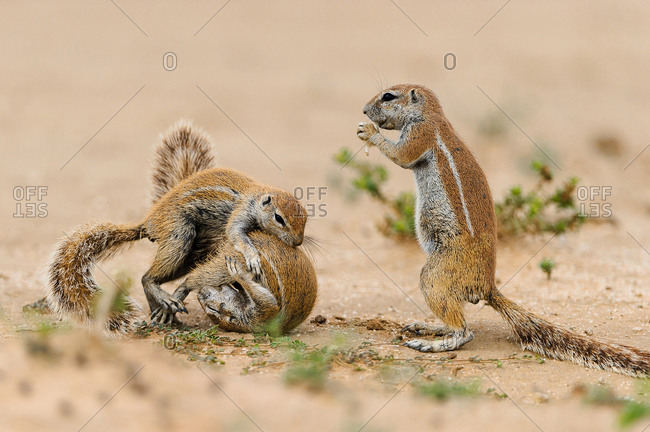 Two squirrels quarrel while another watches in the Kgalagadi Transfrontier  Park stock photo - OFFSET