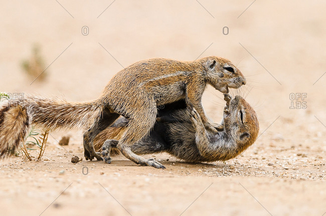 Two squirrels fighting in the Kgalagadi Transfrontier Park