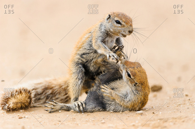 Squirrels quarrel in the Kgalagadi Transfrontier Park