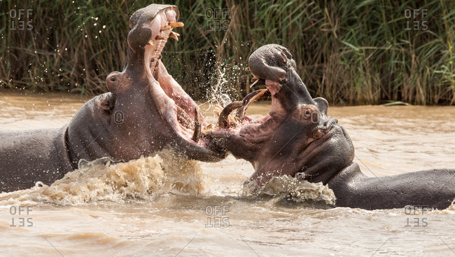 Two adult hippos fighting in the iSimangaliso Wetland Park in South Africa