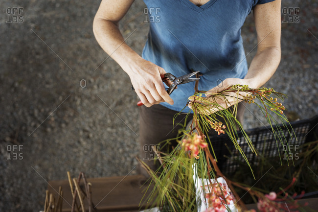 Woman cutting flower stems