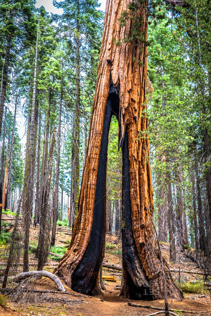 Gap in giant redwood tree, Yosemite national park, California, USA