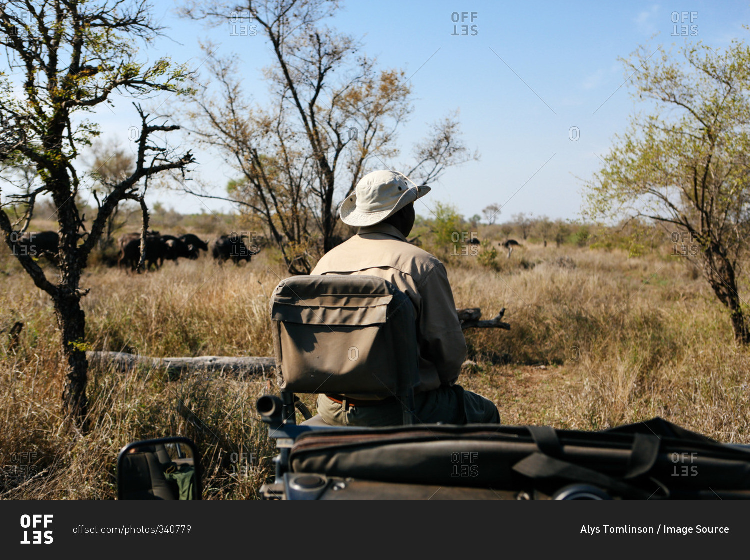 Tracker in bush on safari, buffalo in background, Kruger National Park, South Africa