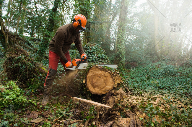 Male tree surgeon sawing tree trunk using chainsaw in forest