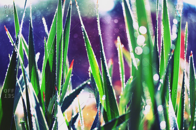 Close up of sunlit leaves